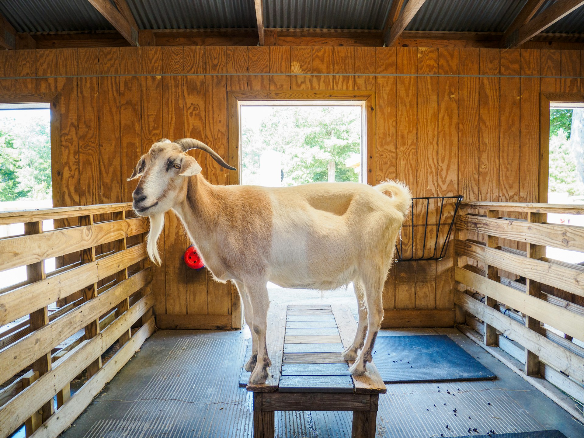 a goat standing on a wooden platform in a barn